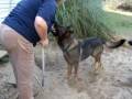 German Shepherd Rescue of Central Florida