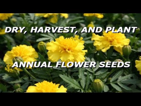 Annual Plants - If you're wondering how to grow flowers, you'll enjoy this. It's about how to dry, harvest, and plant annual flower seeds for your flower garden. For this ex...