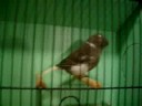 GLOSTER