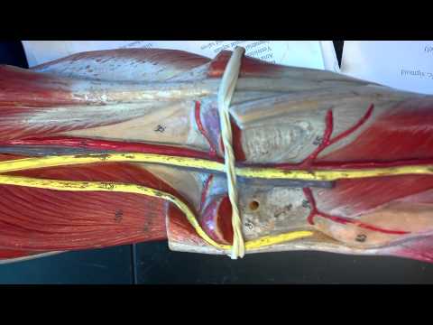 how to unclog arteries in legs