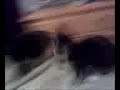 kitten fight