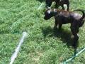 Boerboel-pups-REALLY