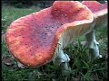 FLY AGARIC FLY AGARIC