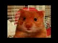 hamster