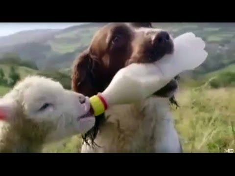 O amor não conhece fronteiras