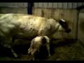 koe met keizersnee en pasgeboren kalf