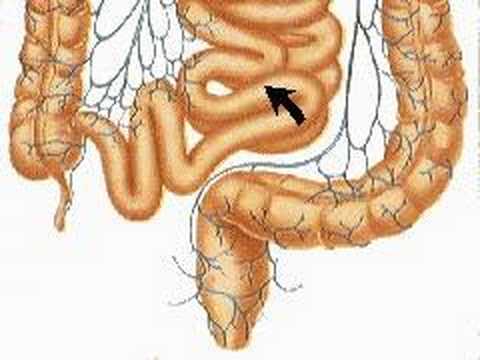 How the Body Works : The Digestive ...