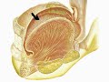 How the Body Works : The Digestive System