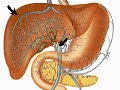 How the Body Works : The Digestive System Your Digestive System and How It Works