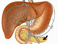 How the Body Works : The Digestive System