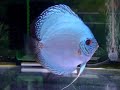 Blue Very   Japanese Discus