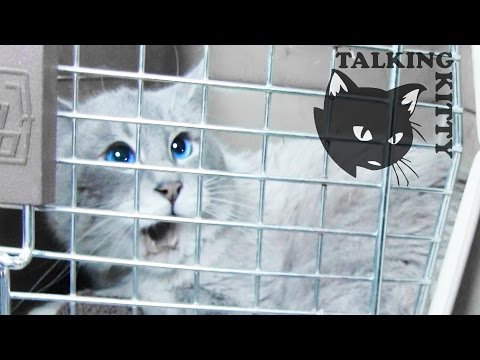 Talking Kitty Cat 34 - Save Gibson