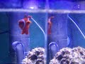 Small Maroon Clownfish