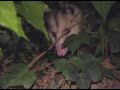 Jimmy and I feeding a Wild Possum