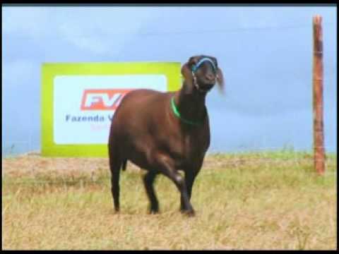 Lote 04 - Santa Inês PO