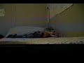 PIT BULL PRANKS- 