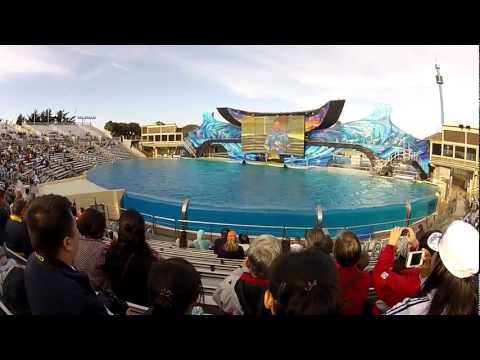 killer whale