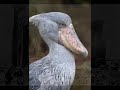 homenaje a las victimas de hiroshima y nagasaki