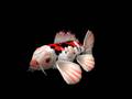 Realistic Koi Fish-(Spore Creature Creator Video)