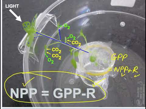 how to measure npp and gpp