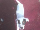 Cachorritos Fox Terrier