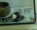 Burmese Python