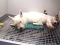 PETLAND