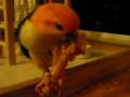 A bird with a bone
