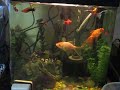 New Additions to the Aquarium