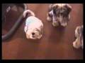videos de Doggie Costume Party