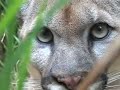 15 Florida Panthers Killed