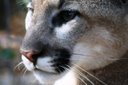 15 Florida Panthers Killed!
