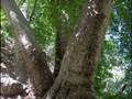 ARAPG�R MALATYA ELAZI� OYUN HAVALARI RES�MLER� KANSU 44   34