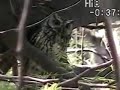Koepke's_1-1.wmv