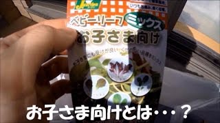 桜 開花