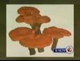 Ganoderma Lucidum