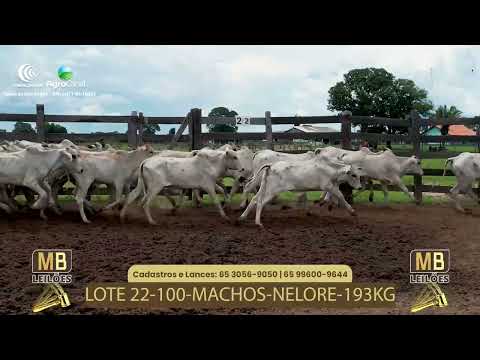 528� LEIL�O VIRTUAL MB LEIL�ES