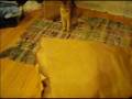 videos de Kittens playing then kitten wipeout