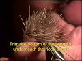 Fly Tying Lesson: The G & H Sedge