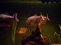 www.piranhalar.com www.piranhalar.com