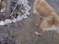 Cosmo the Water Dog