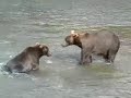 Bears playing in Katmai national park