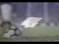 Botafogo - Enquanto Houver Sol