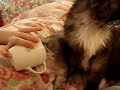 Cat, kitten and valerian Cat, kitten and valerian