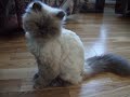 chat chat