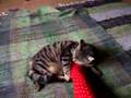videos de foot fetish kitten