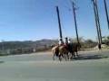 videos de cabalgata corona 2008
