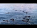 long finned pilot whales off la gomera