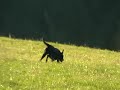 Labrador at work Labrador at work