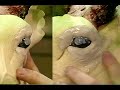 Whitetail Deer Taxidermy: Eyelid Sculpting with Rick Carter Whitetail Deer Taxidermy: Eyelid Sculpting with Rick Carter
